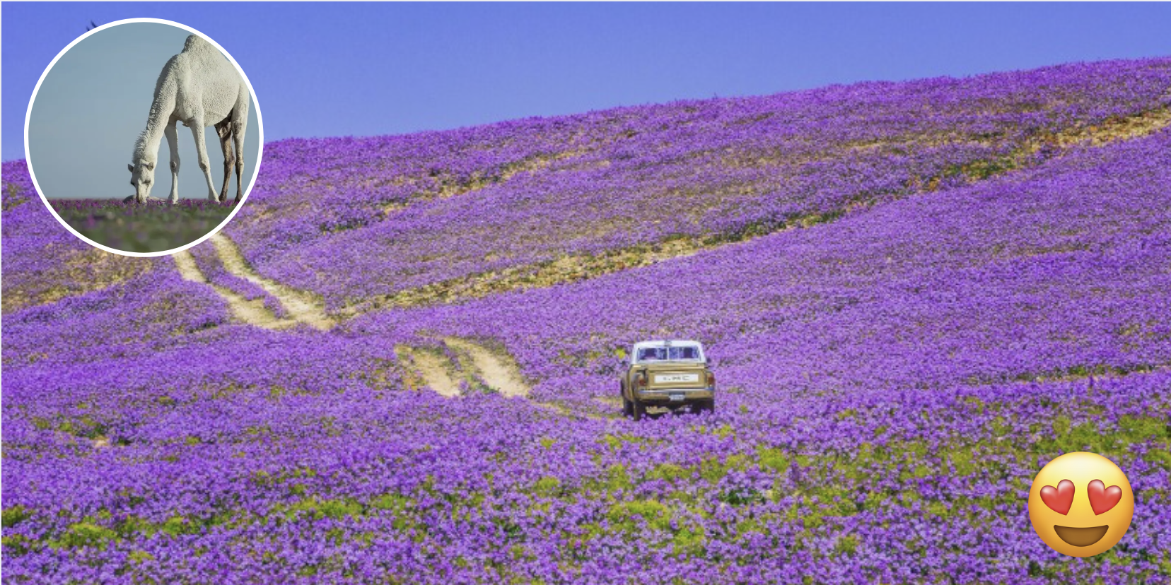 saudi-s-lavender-fields-radiate-the-ultimate-positive-vibes